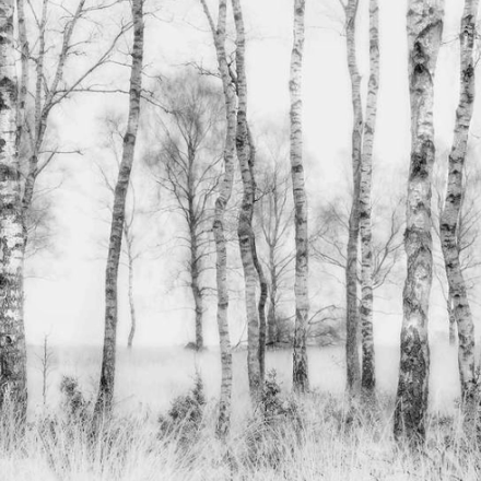 black and white wall murals